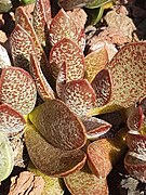 Adromischus trigynus ✓