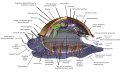 Image 21 Generalized or hypothetical ancestral mollusc (from Marine invertebrates)