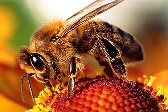 Western honey bee