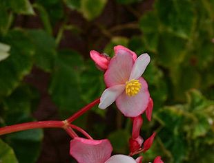 Is-Begonia i blomst.