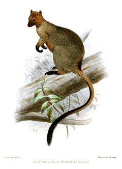 Description de l'image Bennett's Tree-kangaroo.jpg.