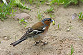 Fringilla coelebs coelebs menjant una eruga