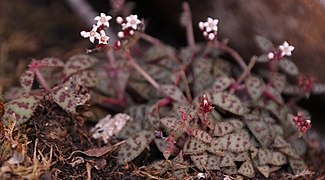 Crassula cooperi ✓