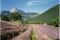 Lavender fields near Die