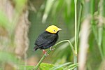 Gyllenhuvad manakin (Ceratopipra erythrocephala)