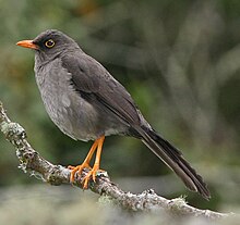 Stortrast, Turdus fuscater Foto: Tom Friedel