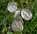 Lunaria annua (enoletna srebrenka) z luščki