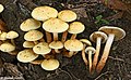 Flammula alnicola sin. Pholiota alnicola