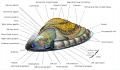 Anatomical diagram of a limpet