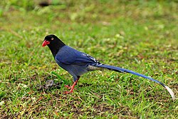 Taivānas zilā žagata (Urocissa caerulea)