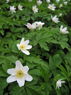 Valkovuokko (Anemone nemorosa)