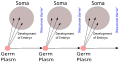 Image 34August Weismann's germ plasm theory. The hereditary material, the germ plasm, is confined to the gonads. Somatic cells (of the body) develop afresh in each generation from the germ plasm. (from History of genetics)