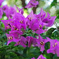 Bougainvillea spectabilis en Miami