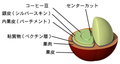 コーヒー豆の模式図