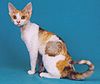 Devon Rex