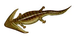 Diplocaulus magnicornus