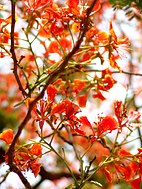 Άνθη Gulmohar στο Νέο Δελχί.