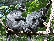 François' langurs at the Cincinnati Zoo