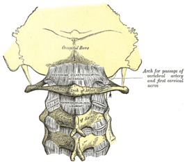 {Membrana atlantooccipitalis posterior en ligamentum atlantoaxiale (atlas in het midden te zien)