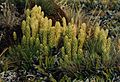 Strobili Lycopodium