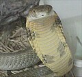 A male king cobra extending its hood.