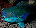 A parrotfish is a large, dark blue fish with a light blue underbelly and a protruding forehead.