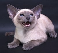 Blue point Siamese kitten