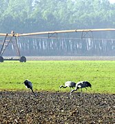 Grues cendrées en hivernage.