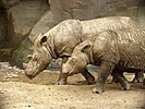 Two Sumatran Rhinoceroses