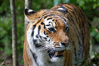 Бар (Panthera tigris)