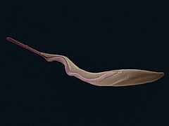 Trypanosoma brucei (Trypanosomatida)