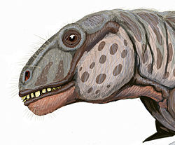 Anomocephalus