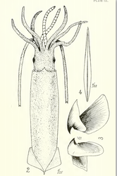 #48 (23/5/1879) Holotype of Thomas William Kirk's Steenstrupia stockii, from Kirk (1882)