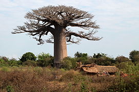 Adansonia rubrostipa.