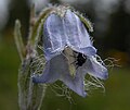 Campanula barbata