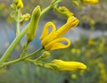 Ehrendorferia chrysantha