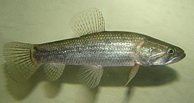 Hoplias malabaricus