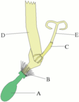 Schema van lintbloem A = vruchtbeginsel, B = pappus, C = helmhokjes, D = gereduceerde bloemkroon, E = stijl met stamper