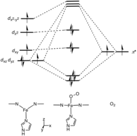 Molecular orbital description of Fe-O2 interaction in myoglobin.[36]