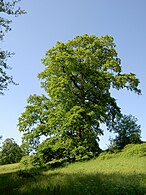 Cer (Quercus cerris)