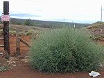 Levande Salsola tragus