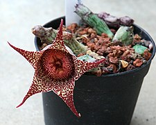 Stapelianthus montagnacii