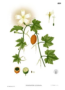 Trichosanthes tricuspidata Blanco2.460.jpg