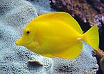 Zebrasoma flavescens (Yellow tang), Желтый хирург