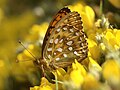 Großer Perlmuttfalter (Argynnis aglaja) alias (Mesoacidalia aglaja)[14]