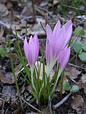 <center>Colchicum stevenii</center>