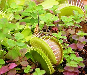 muŝkaptulo (Dionaea muscipula)