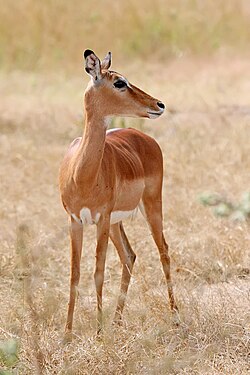 Impala bikang, Taman Nasional Mikumi, Tanzania.