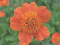 Geum coccineum