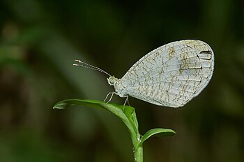 Leptosia nina